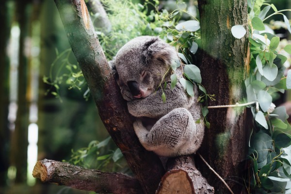 sleeping koala at Lone Pine